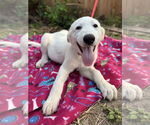 Small #6 Great Pyrenees