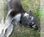 Small #1 German Shepherd Dog Mix