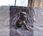 Small #2 American Pit Bull Terrier