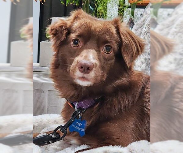 Medium Photo #6 Dachshund-Retriever  Mix Puppy For Sale in Tustin, CA, USA