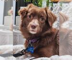 Small #5 Dachshund-Retriever  Mix