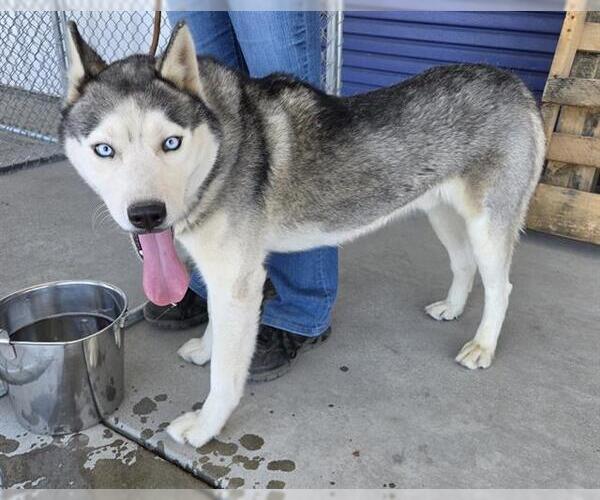 Medium Photo #1 Siberian Husky Puppy For Sale in Bakersfield, CA, USA