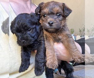 Poocan Puppy for sale in FAIR OAKS, CA, USA