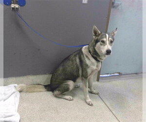 Siberian Husky Dogs for adoption in Tallahassee, FL, USA