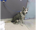 Small Siberian Husky