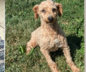 Father of the Cavapoo puppies born on 12/31/2024
