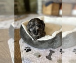 Small Photo #1 Goldendoodle (Miniature) Puppy For Sale in BRADENTON, FL, USA