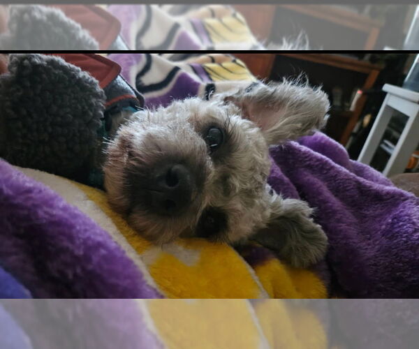 Medium Photo #4 Poodle (Miniature)-Unknown Mix Puppy For Sale in Plymouth, MN, USA