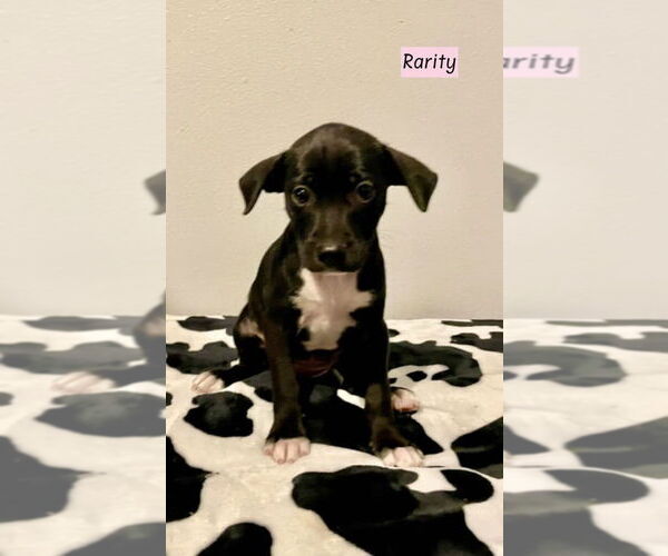 Medium Photo #1 Labbe Puppy For Sale in Brewster, NY, USA