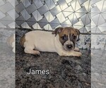 Small #2 Jack Russell Terrier