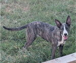 Small #6 Catahoula Leopard Dog-German Shepherd Dog Mix