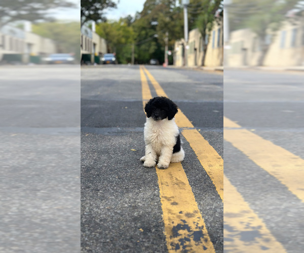 Medium Photo #14 Poodle (Toy) Puppy For Sale in BRONX, NY, USA
