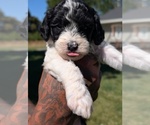 Small #1 Bernedoodle-Cavapoo (Miniature) Mix