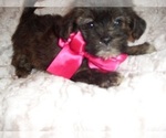 Small Photo #2 Shorkie Tzu Puppy For Sale in JACKSON, MS, USA