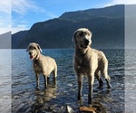 Small #1 Irish Wolfhound