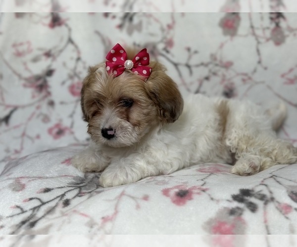 Medium Photo #9 Lhasa Apso Puppy For Sale in LAKELAND, FL, USA