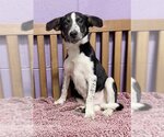 Small Photo #1 Border Collie-Unknown Mix Puppy For Sale in Genesee, WI, USA