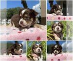 Small Photo #10 Miniature Australian Shepherd Puppy For Sale in RIVERVIEW, FL, USA