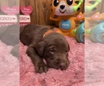 Image preview for Ad Listing. Nickname: Lab puppies