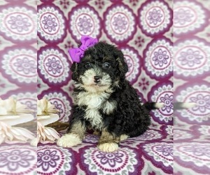 Miniature Bernedoodle Puppy for sale in OXFORD, PA, USA