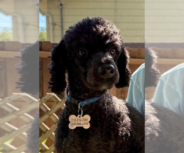 Medium Photo #2 Poodle (Miniature) Puppy For Sale in San Antonio, TX, USA