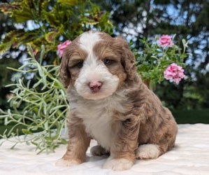 Medium Miniature Bernedoodle