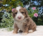 Puppy Leo Miniature Bernedoodle