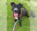 Small #5 Labrador Retriever Mix