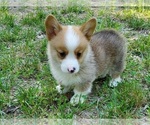 Small #5 Pembroke Welsh Corgi