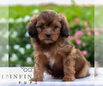 Small #2 Cavapoo