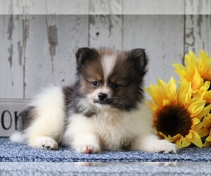 Pomeranian Puppy for sale in FREDERICKSBG, OH, USA