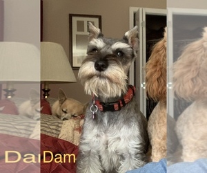 Mother of the Schnauzer (Miniature) puppies born on 03/05/2026