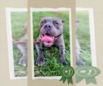 Small #2 American Pit Bull Terrier Mix