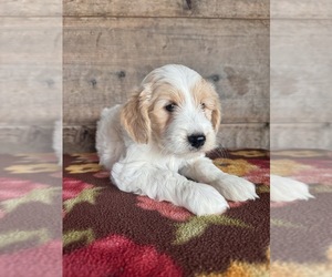 Goldendoodle Puppy for Sale in VERMONTVILLE, Michigan USA