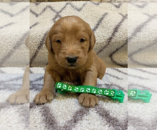 Medium Photo #1 Labradoodle Puppy For Sale in LEWISTON, UT, USA