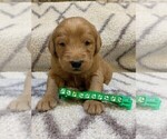 Small Labradoodle