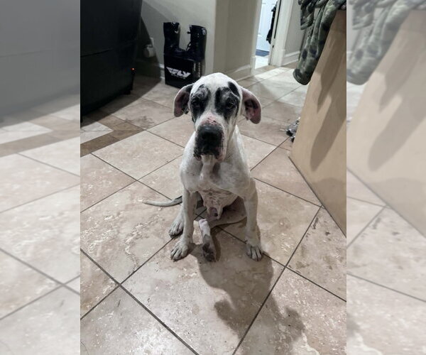Medium Photo #4 Great Dane Puppy For Sale in Bullard, TX, USA