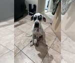 Small #3 Great Dane