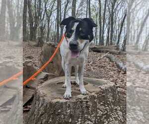 Bolton - Male Boxer-Unknown Mix Dog for Adoption - Photo #8