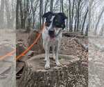 Small #7 Boxer Mix