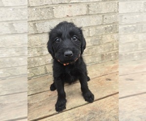Labradoodle Puppy for sale in WILLIAMSTOWN, KY, USA