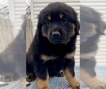 Small Photo #6 Rottweiler Puppy For Sale in AKRON, OH, USA