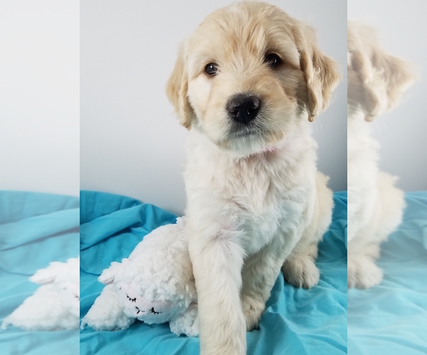 Medium Photo #1 Goldendoodle Puppy For Sale in AUSTIN, TX, USA