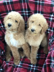 Poodle (Standard) Puppy for sale in GRAND TERRACE, CA, USA