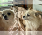 Small Photo #1 Chihuahua Puppy For Sale in SAUSALITO, CA, USA
