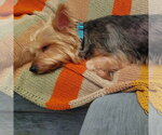 Small Photo #2 Mutt Puppy For Sale in Andover, MN, USA