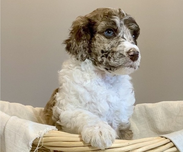 Medium Photo #2 Poodle (Standard) Puppy For Sale in STATHAM, GA, USA