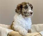 Small Photo #2 Poodle (Standard) Puppy For Sale in STATHAM, GA, USA