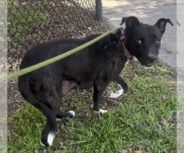 Medium Photo #2 Labrador Retriever-Unknown Mix Puppy For Sale in Sanford, FL, USA
