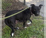 Small #1 Labrador Retriever Mix